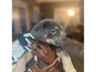 Cane Corso Puppy for sale in Ashland, VA, USA
