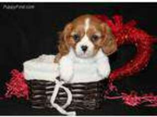 Cavalier King Charles Spaniel Puppy for sale in Beavertown, PA, USA
