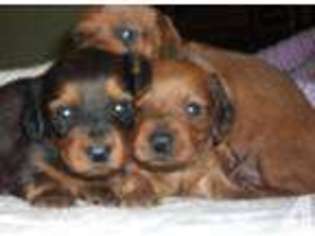 Dachshund Puppy for sale in BALTIMORE, MD, USA