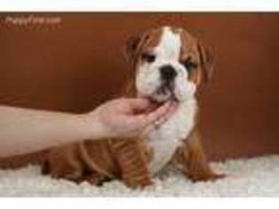 Bulldog Puppy for sale in Piscataway, NJ, USA