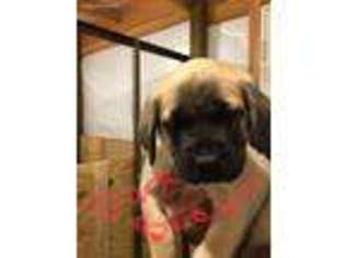 Mastiff Puppy for sale in Guthrie, OK, USA