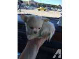 Chihuahua Puppy for sale in DENTON, TX, USA
