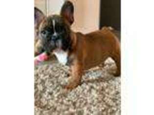 French Bulldog Puppy for sale in Saint George, SC, USA
