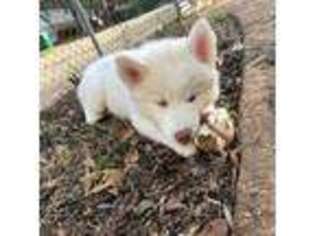 Siberian Husky Puppy for sale in Decatur, GA, USA