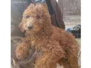 Mutt Puppy for sale in Niotaze, KS, USA
