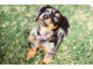 Dachshund Puppy for sale in Lake Havasu City, AZ, USA