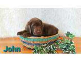 Labrador Retriever Puppy for sale in Raphine, VA, USA
