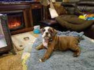 Bulldog Puppy for sale in Lynchburg, TN, USA