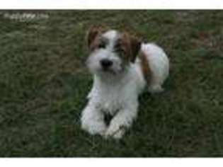Jack Russell Terrier Puppy for sale in Aiken, SC, USA