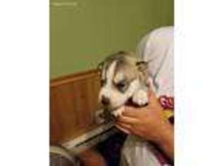 Siberian Husky Puppy for sale in Saugerties, NY, USA
