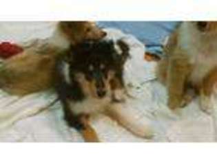Collie Puppy for sale in Bridgeport, OH, USA