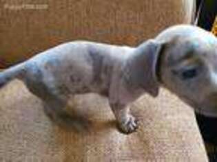 Dachshund Puppy for sale in Clarksville, TN, USA