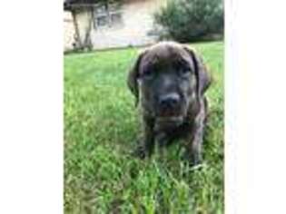 Cane Corso Puppy for sale in Little Rock, AR, USA