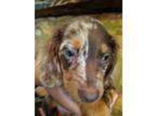 Dachshund Puppy for sale in Ozark, AL, USA