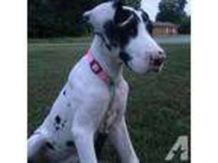 Great Dane Puppy for sale in HIGH POINT, NC, USA