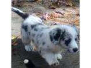 Cardigan Welsh Corgi Puppy for sale in Greene, NY, USA