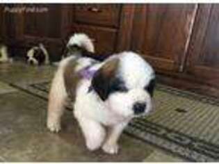Saint Bernard Puppy for sale in Owen, WI, USA