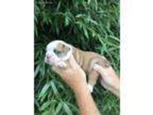 Bulldog Puppy for sale in Henagar, AL, USA