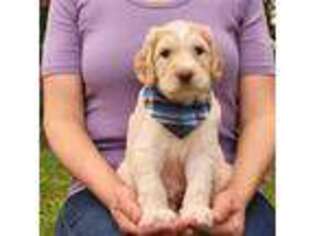 Australian Labradoodle Puppy for sale in Webster, FL, USA