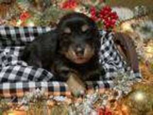 Dachshund Puppy for sale in Madison, FL, USA