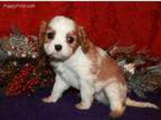 Cavalier King Charles Spaniel Puppy for sale in Viola, AR, USA