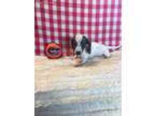 Dachshund Puppy for sale in Greenville, FL, USA