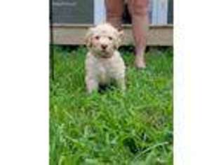 Labradoodle Puppy for sale in Hope, IN, USA