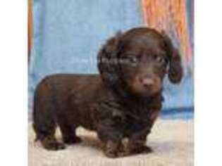 Dachshund Puppy for sale in West Plains, MO, USA