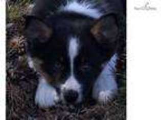 Border Collie Puppy for sale in Lansing, MI, USA