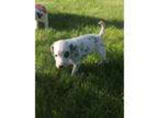 Dalmatian Puppy for sale in Manchester, IA, USA