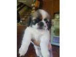 Tibetan Spaniel Puppy for sale in Browns Valley, CA, USA