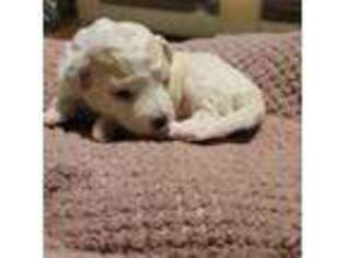 Bichon Frise Puppy for sale in Odenville, AL, USA