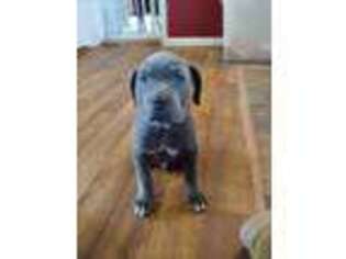 Cane Corso Puppy for sale in Quakertown, PA, USA