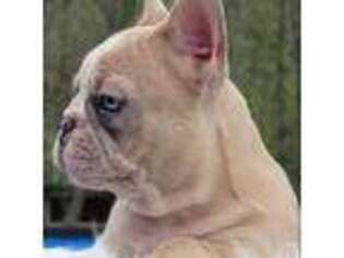French Bulldog Puppy for sale in Okeana, OH, USA