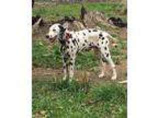 Dalmatian Puppy for sale in Florence, AL, USA