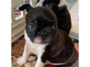 Boston Terrier Puppy for sale in Valley Stream, NY, USA