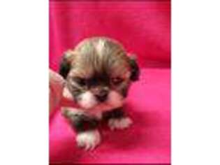 Lhasa Apso Puppy for sale in Kit Carson, CO, USA