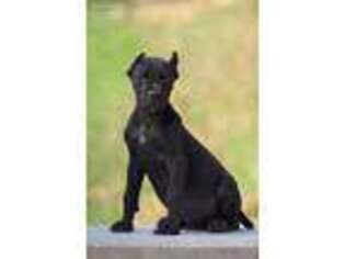 Puppyfindercom View Ad Photo 1 Of Listing Cane Corso