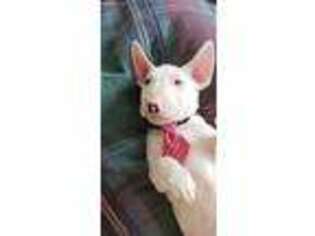Bull Terrier Puppy for sale in Blaine, MN, USA