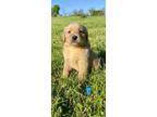 Golden Retriever Puppy for sale in Palatine, IL, USA