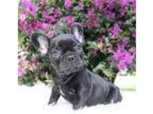 French Bulldog Puppy for sale in Hollywood, FL, USA