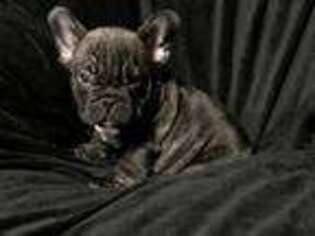 French Bulldog Puppy for sale in Rockholds, KY, USA