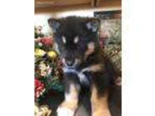 Alaskan Malamute Puppy for sale in Mayslick, KY, USA