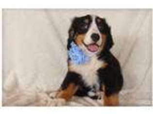 Bernese Mountain Dog Puppy for sale in Riverside, IA, USA