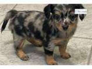 Chiweenie Puppy for sale in San Antonio, TX, USA