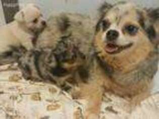 Chihuahua Puppy for sale in Bovey, MN, USA