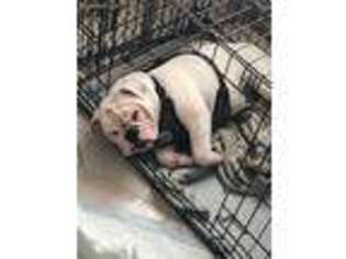 Olde English Bulldogge Puppy for sale in Paterson, NJ, USA