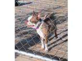 Boston Terrier Puppy for sale in Limestone, TN, USA