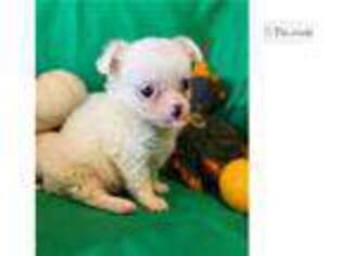 Chihuahua Puppy for sale in Columbia, MO, USA