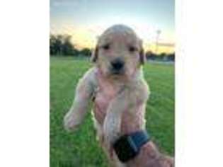 Golden Retriever Puppy for sale in Dawson, MN, USA